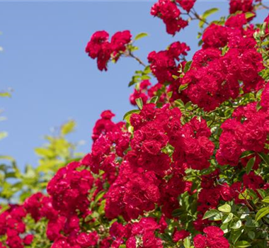 Die richtige Rosenpflege - Tipps & Tricks