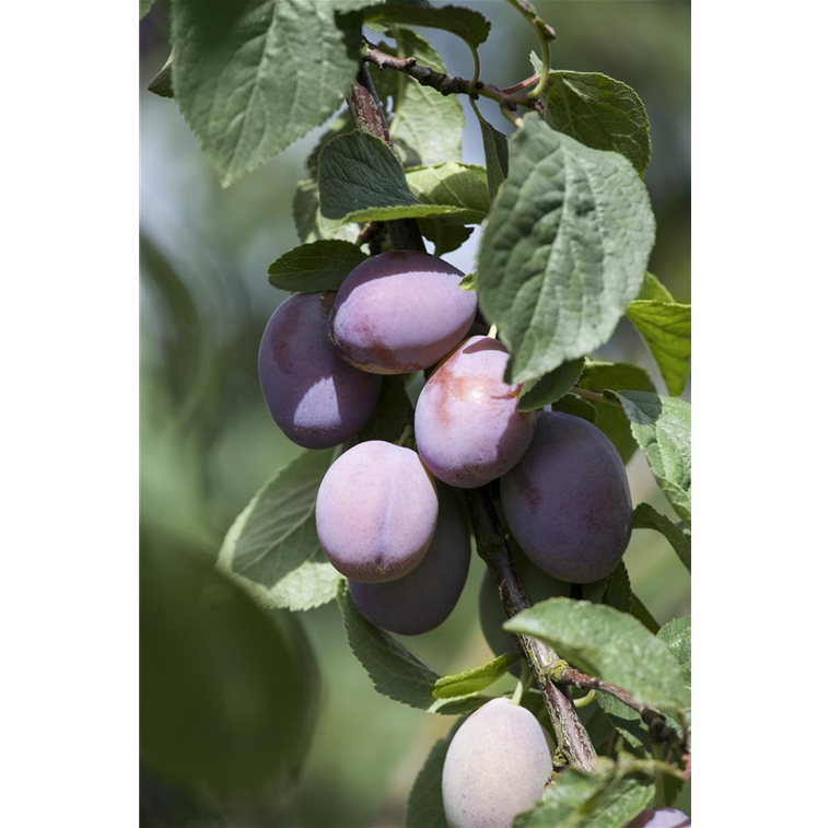 Prunus Domestica Subsp Domestica Stamm Zwetschge Lüske