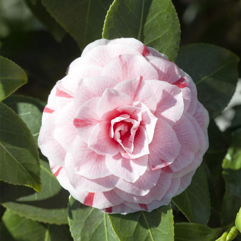 Camellia