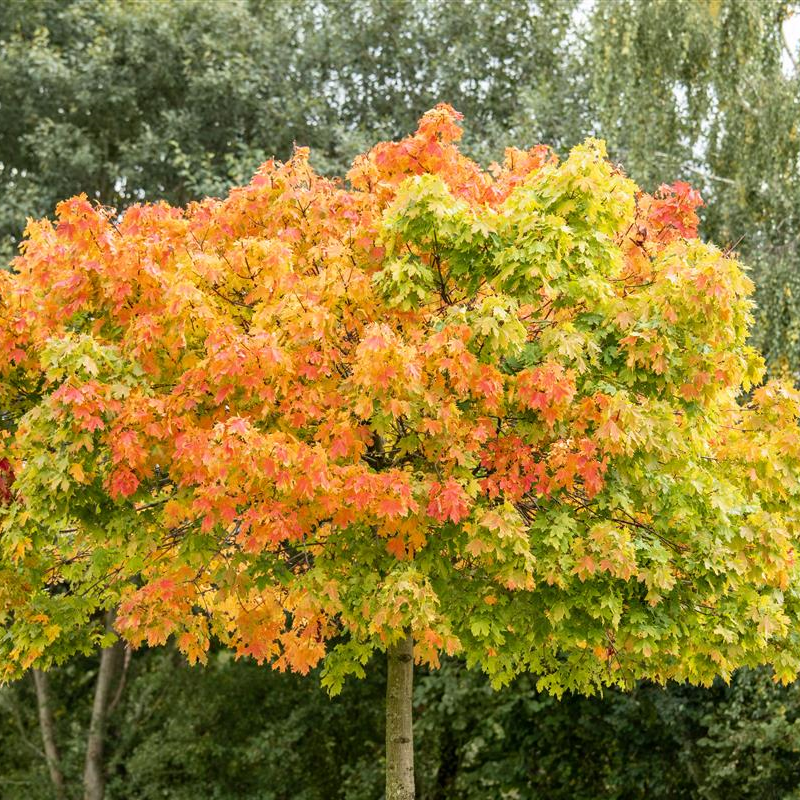 Acer platanoides 'Globosum', Stamm