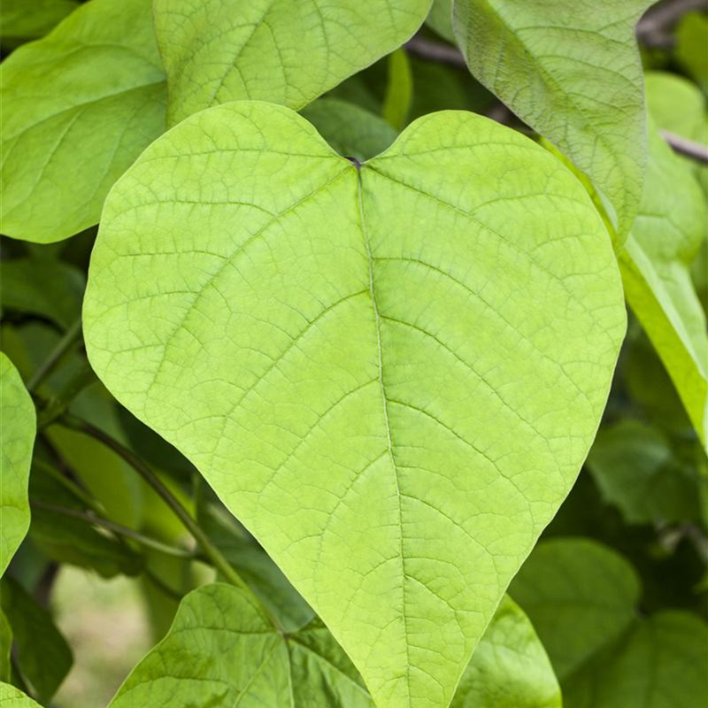 Catalpa bignonioides 'Nana'