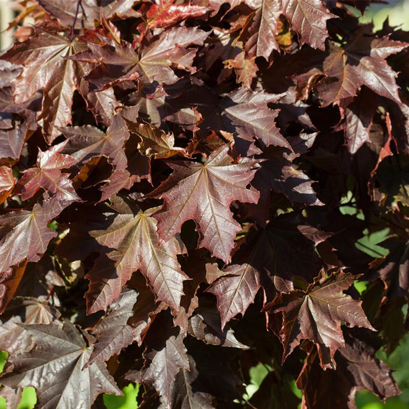 Acer platanoides 'Crimson Sentry', Stamm