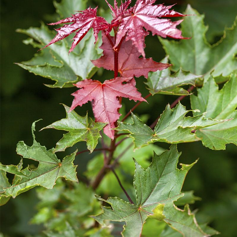 Acer platanoides 'Crimson Sentry'