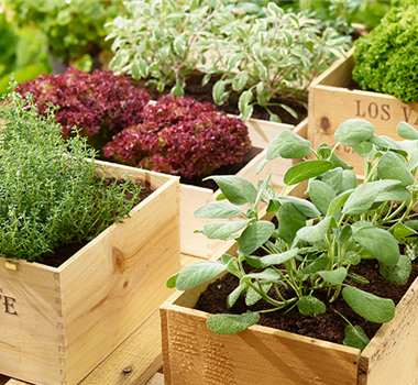 Sommerzeit ist Kräuterzeit