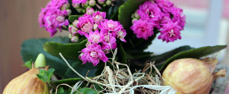 Zimmerpflanze_Lueske_Kalanchoe.jpg