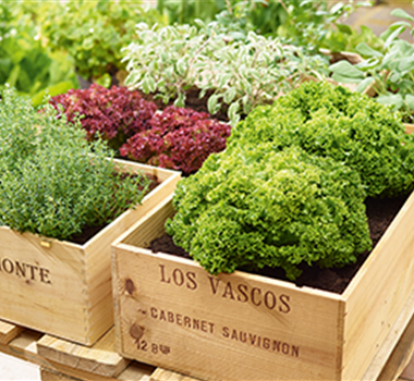 Gemüse-, Kräuter- und Obstgarten im August